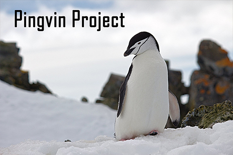 Pingvin Project logo
